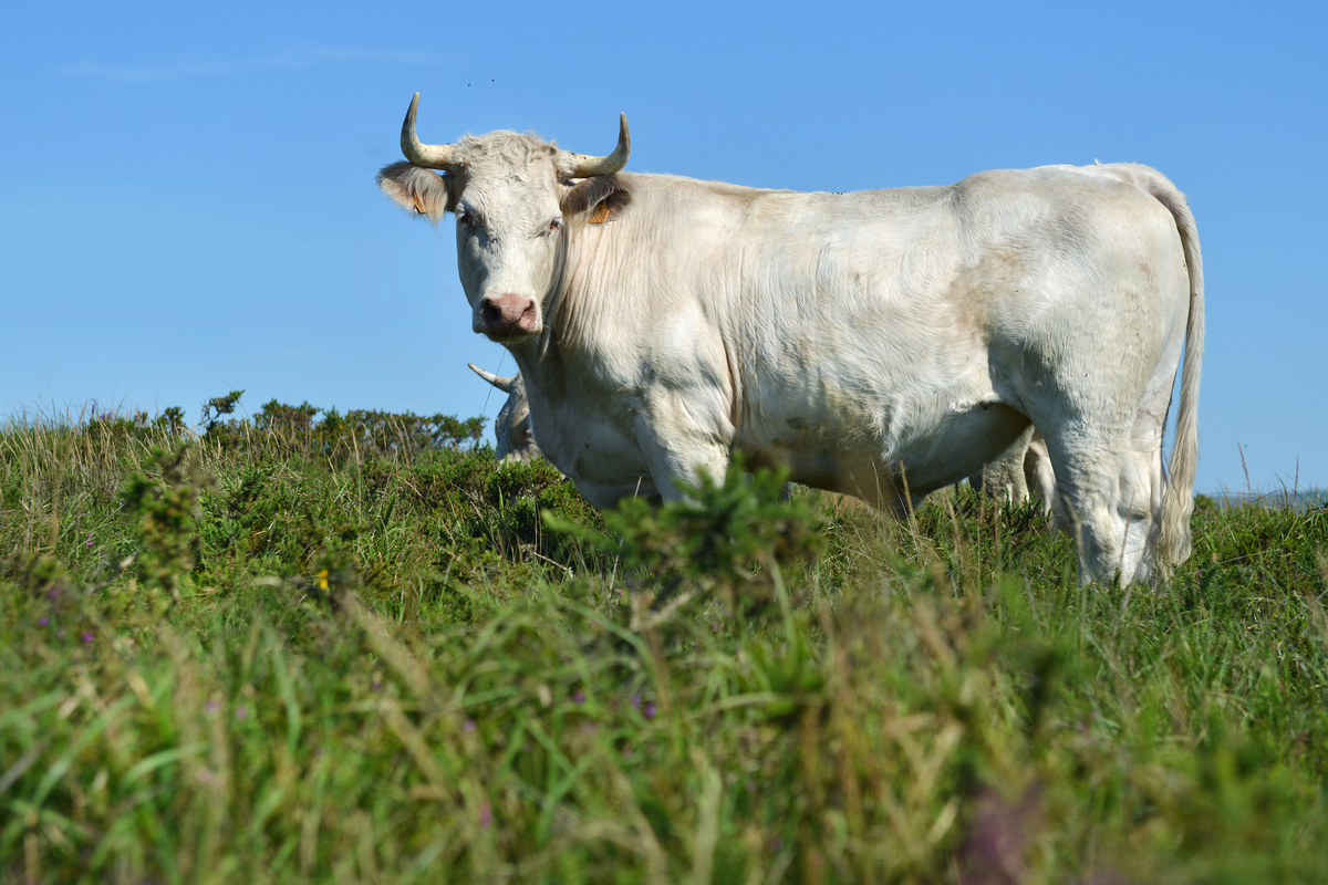 En broutant l’été au milieu des ajoncs, les bœufs accusent un retard 
de croissance compensé par le versement d’aides européennes : 
203 €/ha/an pour le pâturage de lande.