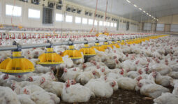 L'intérieur d'un bâtiment d'élevage de poulet