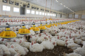 L'intérieur d'un bâtiment d'élevage de poulet
