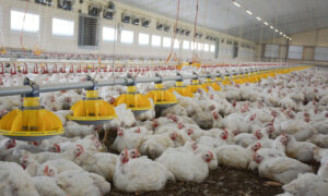 L'intérieur d'un bâtiment d'élevage de poulet