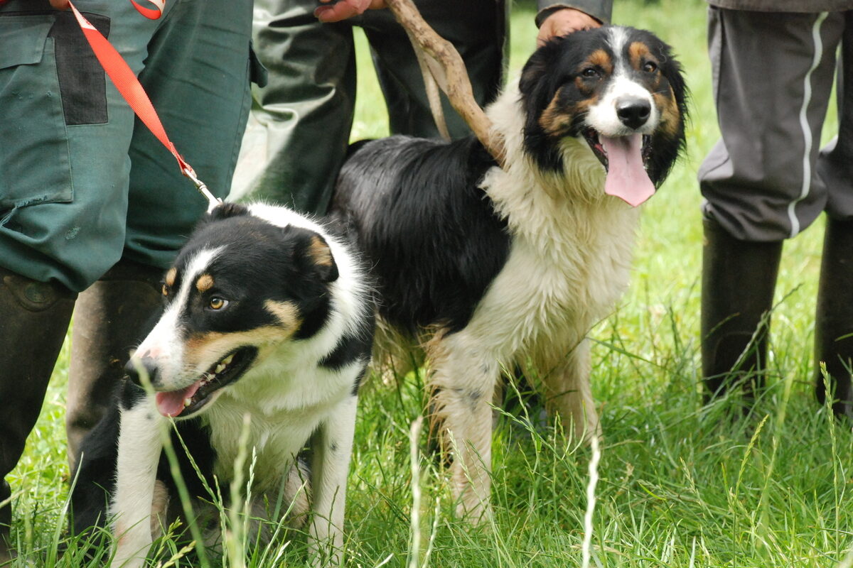 Des chiens Border Collie en laisse dans un champ - Illustration Une nouvelle option au lycée de Kerlebost