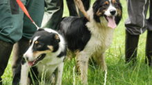 Des chiens Border Collie en laisse dans un champ