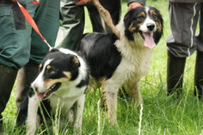 Des chiens Border Collie en laisse dans un champ