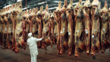 Des carcasses de viande suspendues dans un abattoir avec une personne qui les contrôle
