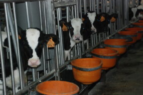 Des veaux au cornadis