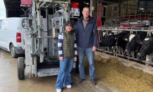 Une jeune femme et un homme devant une cage de parage à côté de vaches de race Holstein au cornadis