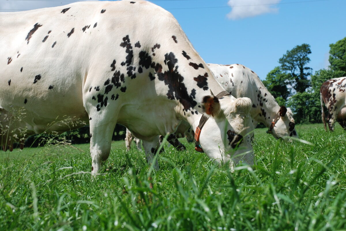 vache normande à l'herbe au printemps - Illustration Comprendre la dynamique automnale des prairies