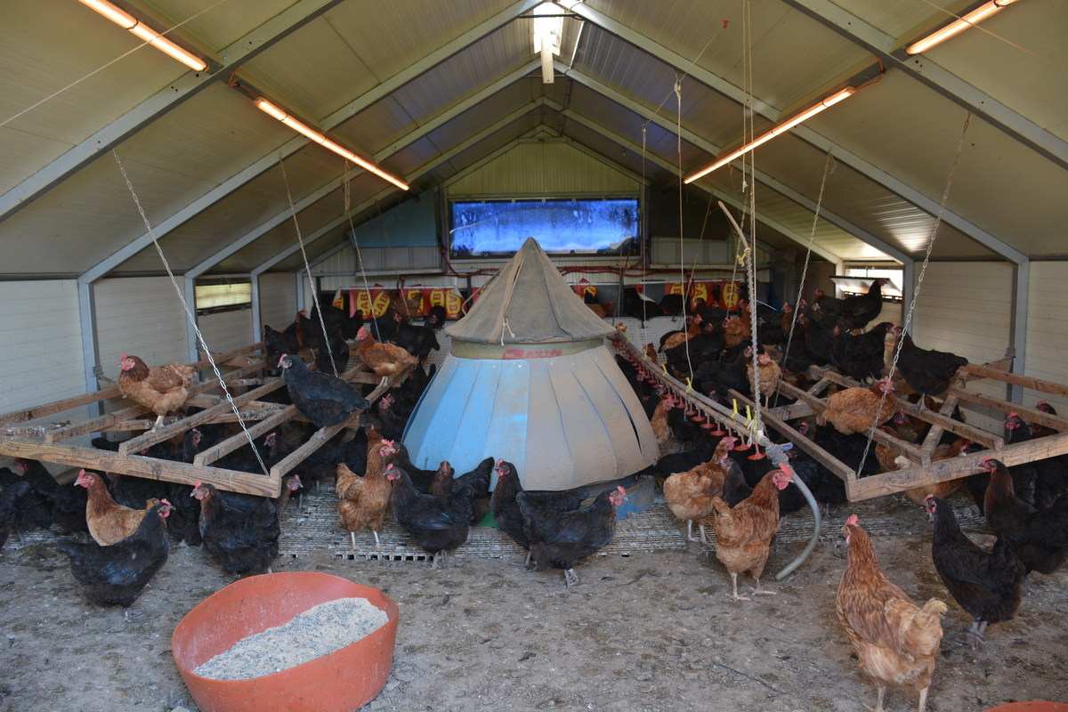 2 poulaillers mobiles sont des prototypes fabriqués sur la ferme.