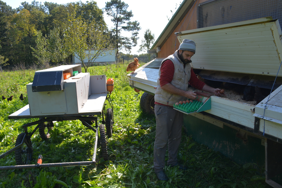 Le chariot électrique, « fabrication maison », permet d'aller collecter facilement les œufs d'un poulailler à l'autre.