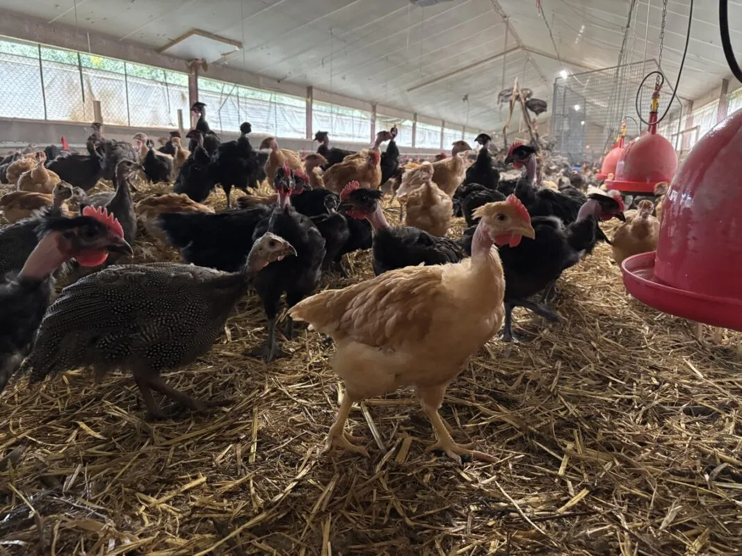 Pintades et poulets sont démarrés à part puis regroupés.