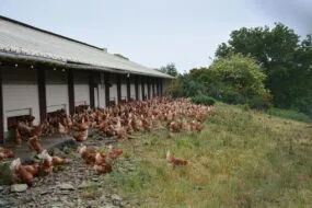 Des volailles en plein air à côté d'un bâtiment d'élevage