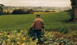 agriculteur dans champ de légumes
