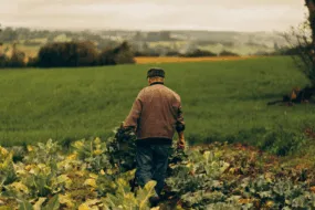 agriculteur dans champ de légumes