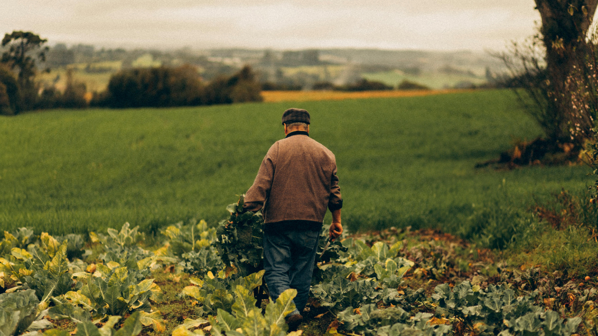 agriculteur dans champ de légumes - Illustration Agriculture : un secteur sous pression ?
