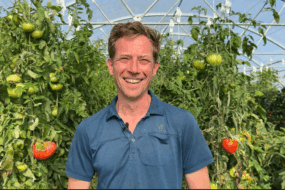 maraîcher devant des pieds de tomates sous serre