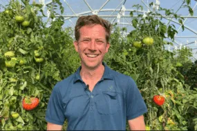 maraîcher devant des pieds de tomates sous serre