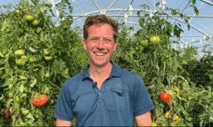 maraîcher devant des pieds de tomates sous serre