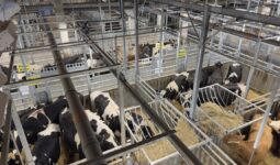 Bouverie de la SVA Jean Rozé