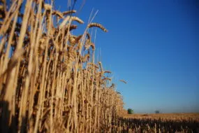Un champ de blé