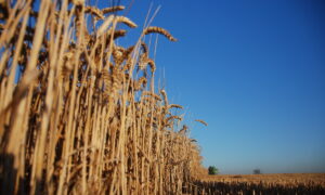 Un champ de blé