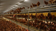 Des poules pondeuses dans un bâtiment d'élevage de volailles