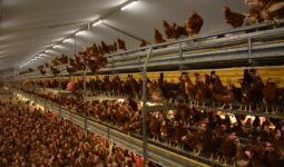 Des poules pondeuses dans un bâtiment d'élevage de volailles