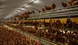 Des poules pondeuses dans un bâtiment d'élevage de volailles