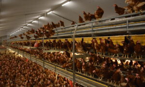 Des poules pondeuses dans un bâtiment d'élevage de volailles