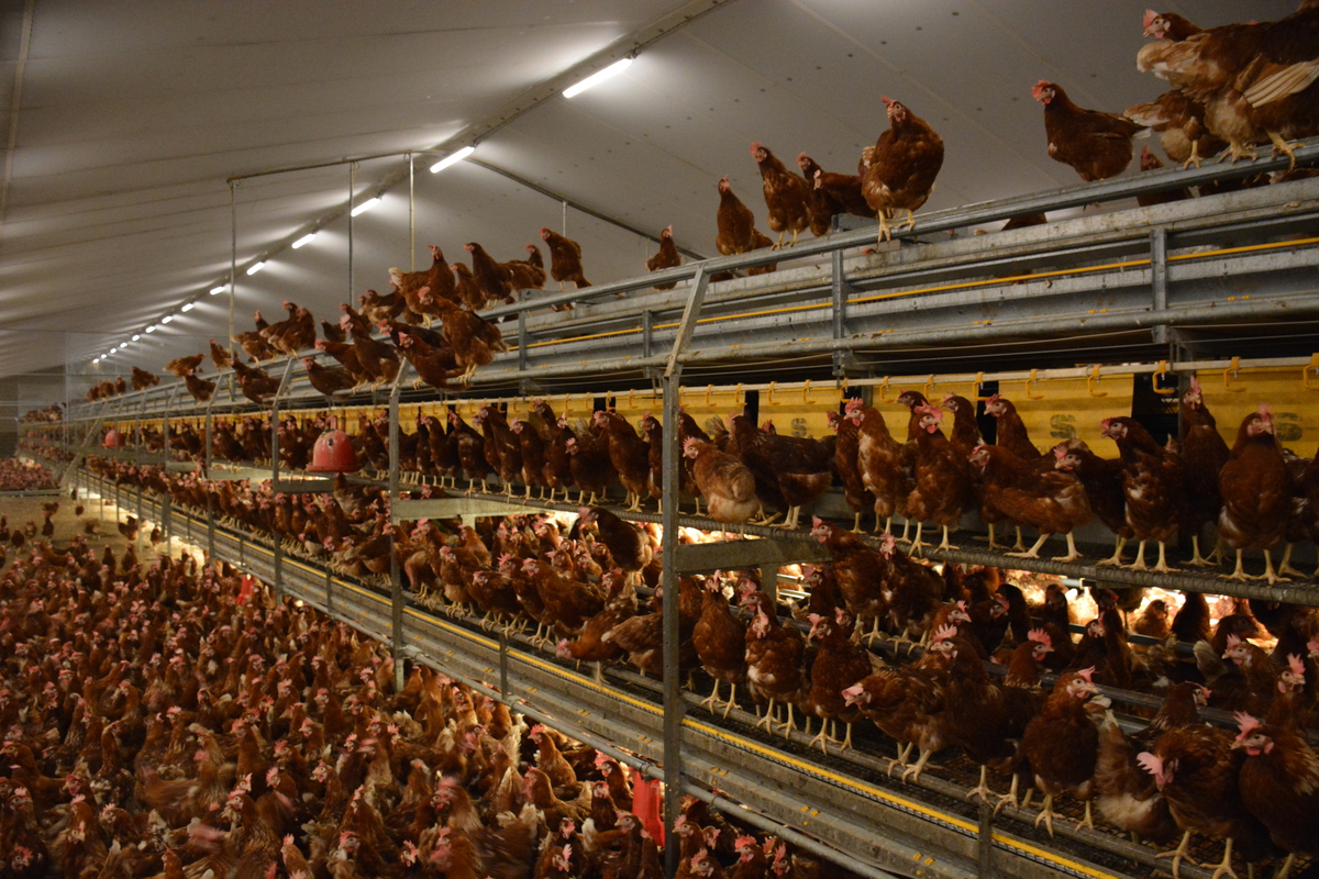 Des poules pondeuses dans un bâtiment d'élevage de volailles - Illustration Accompagner les porteurs de projet