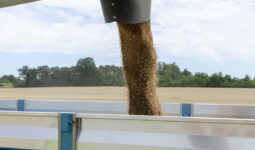 Une moissonneuse déverse son grain dansune remorque