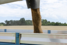 Une moissonneuse déverse son grain dansune remorque