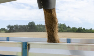 Une moissonneuse déverse son grain dansune remorque
