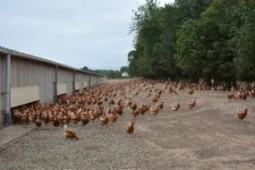 Des poules en plein air à côté d'un bâtiment d'élevage de volailles