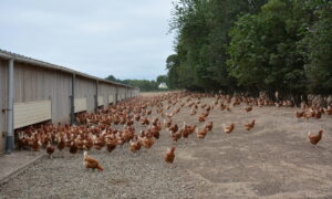 Des poules en plein air à côté d'un bâtiment d'élevage de volailles