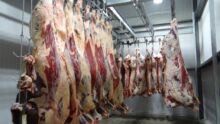 Des carcasses de viande suspendues dans un abattoir