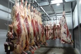 Des carcasses de viande suspendues dans un abattoir