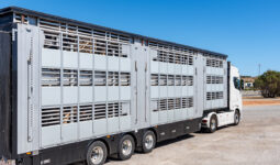 Vue de côté d'un camion transportant du bétail