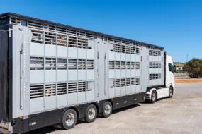 Vue de côté d'un camion transportant du bétail
