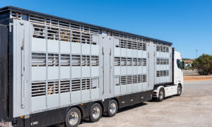 Vue de côté d'un camion transportant du bétail
