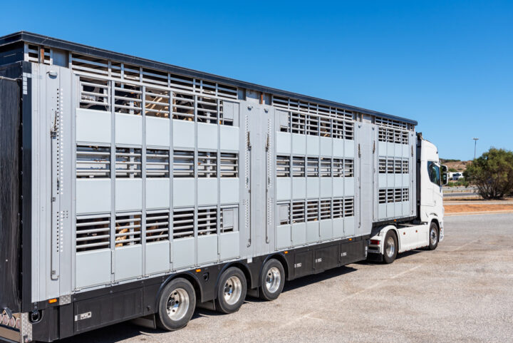 Vue de côté d'un camion transportant du bétail