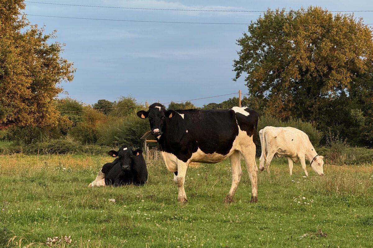 Génisses Prim'holstein au pâturage - Illustration Dermatose nodulaire contagieuse : Six élevages bretons sous surveillance