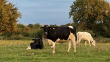 Génisses Prim'holstein au pâturage