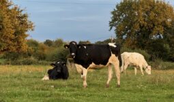 Génisses Prim'holstein au pâturage