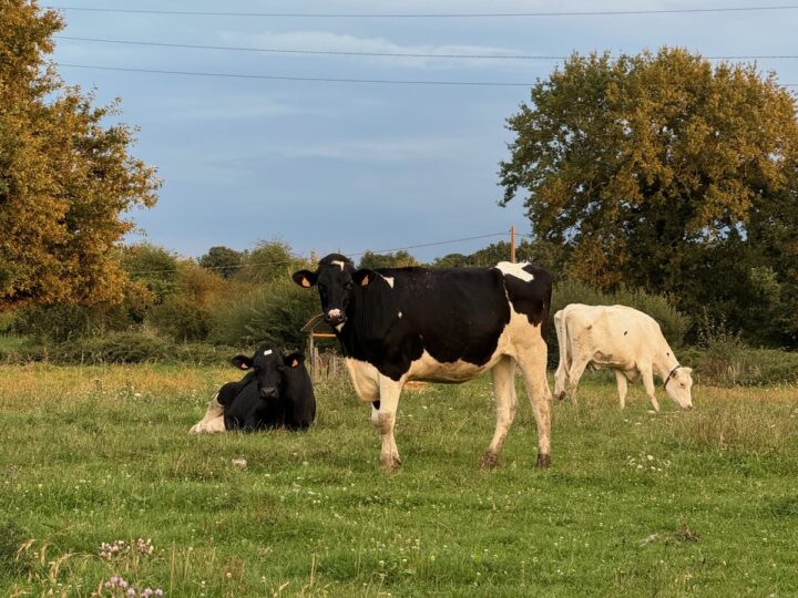 Génisses Prim'holstein au pâturage