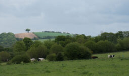 Une paysage de campagne bretonne où apparaissent quelques vaches laitières