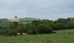 Une paysage de campagne bretonne où apparaissent quelques vaches laitières