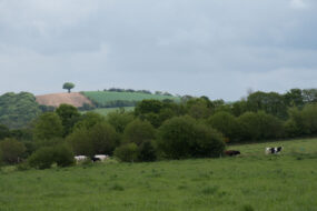 Une paysage de campagne bretonne où apparaissent quelques vaches laitières