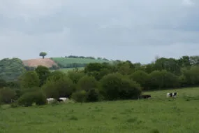 Une paysage de campagne bretonne où apparaissent quelques vaches laitières