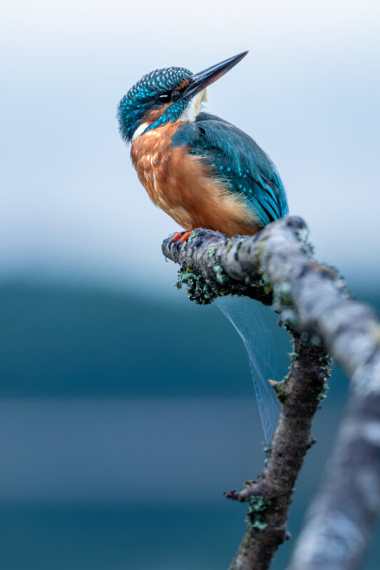 Un martin-pêcheur saisi sur le vif par Erwan Caudal, 
photographe animalier amateur des Monts d’Arrée.