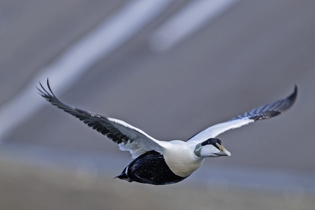 Le vol majestueux d’un eider à duvet capturé par l’objectif 
de Serge Kergoat, artiste, photographe et éditeur finistérien.